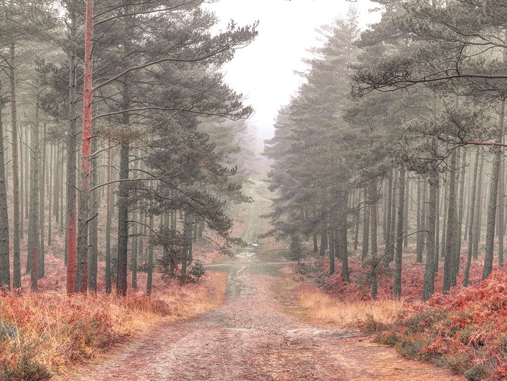 Pathway through misty forest, FTBR 1847 art print by Assaf Frank for $57.95 CAD