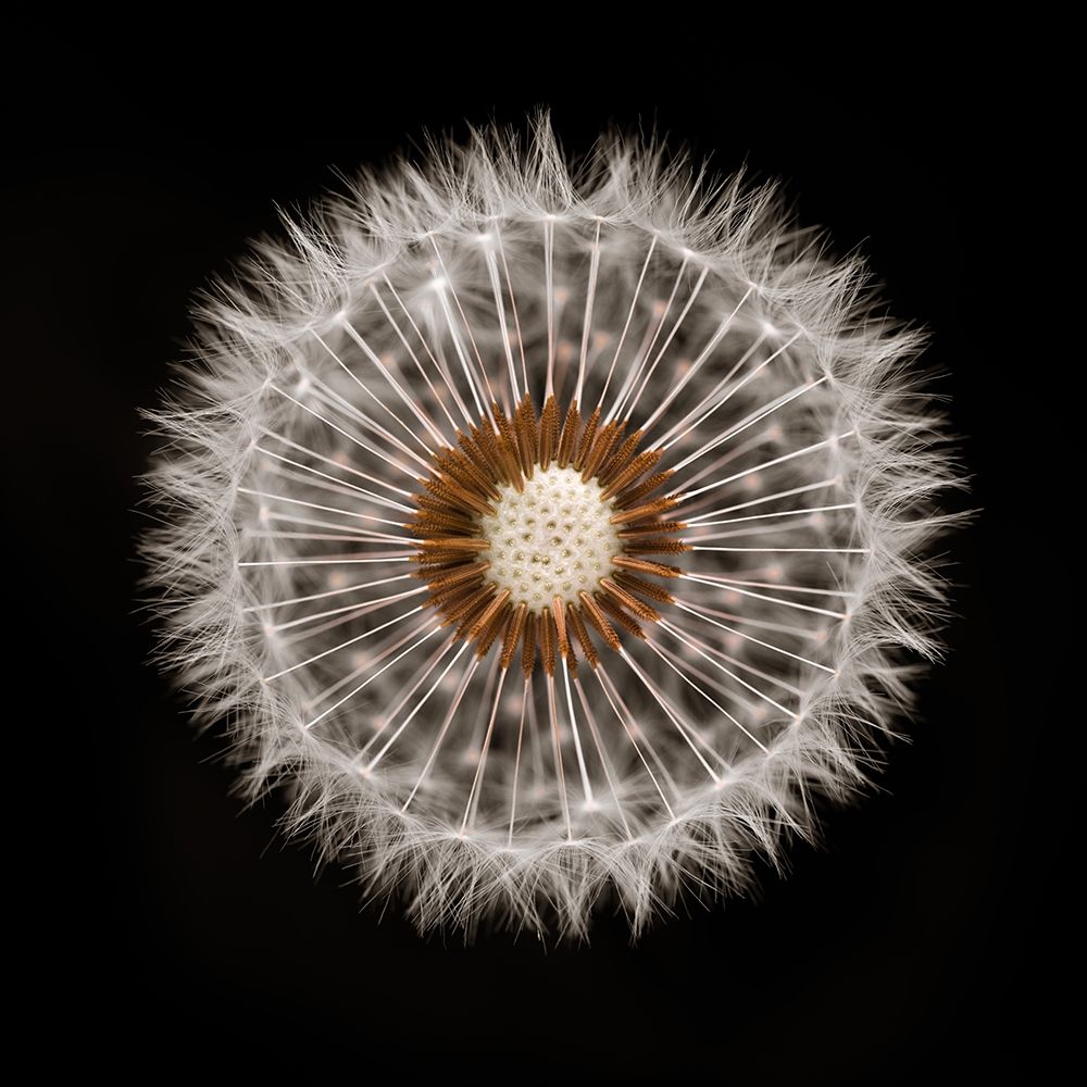 Dandelion Clock over black background art print by Assaf Frank for $57.95 CAD