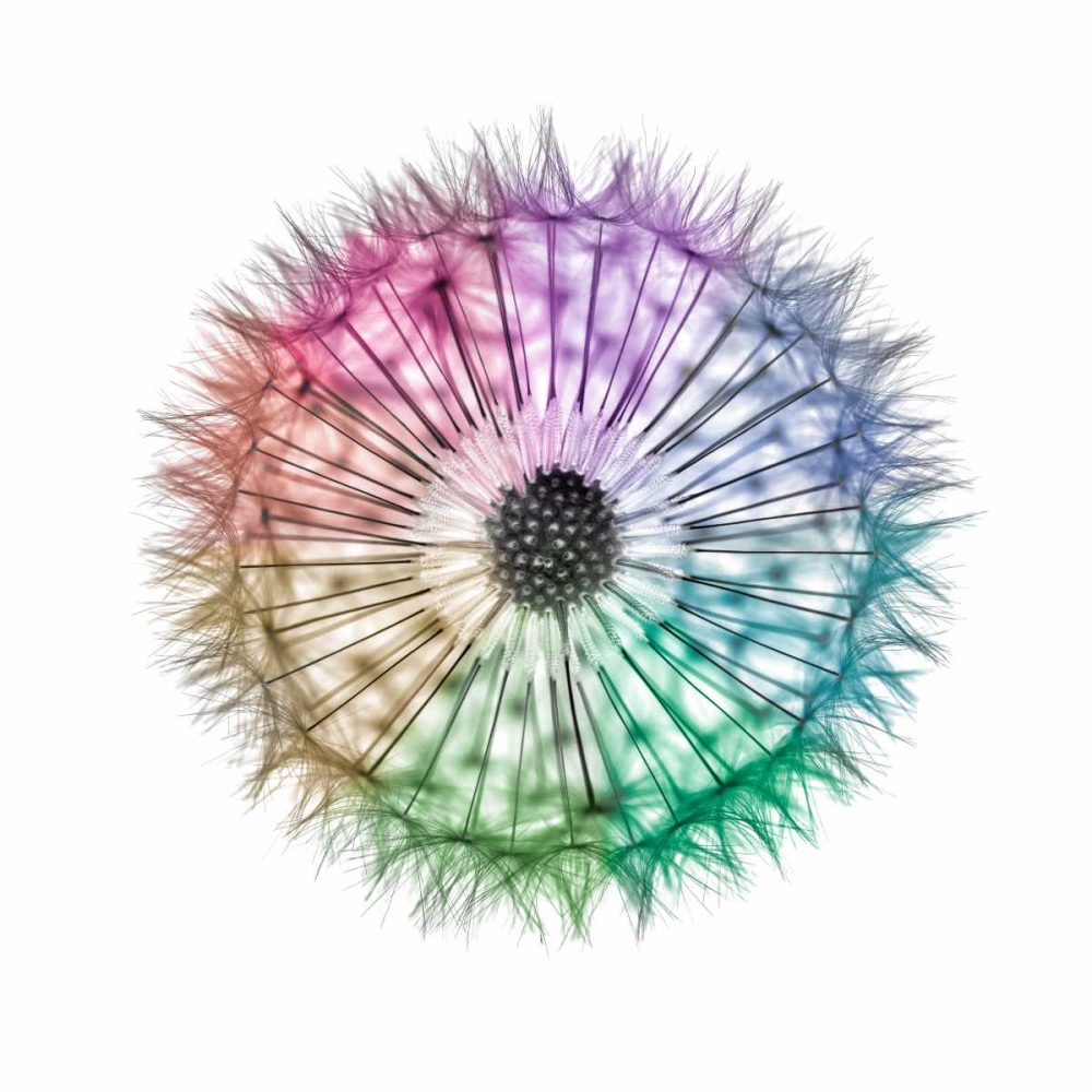 Dandelion Clock over white background art print by Assaf Frank for $57.95 CAD