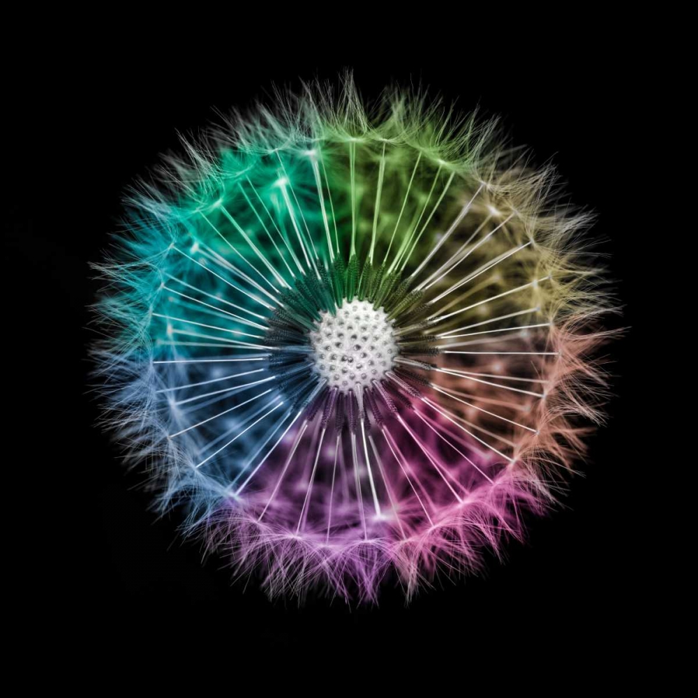 Dandelion Clock over black background art print by Assaf Frank for $57.95 CAD