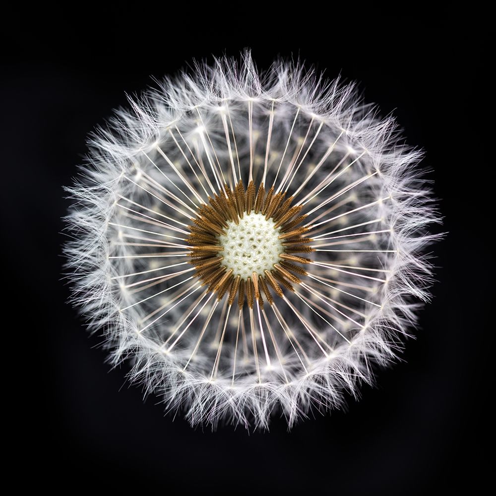 Dandelion Clock art print by Assaf Frank for $57.95 CAD