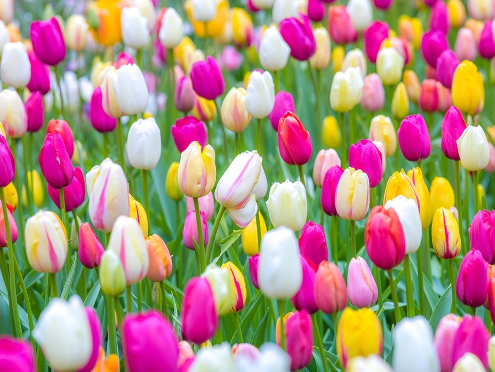 Tulips in garden art print by Assaf Frank for $57.95 CAD