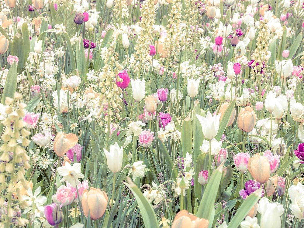 Colorful Tulip flowers art print by Assaf Frank for $57.95 CAD