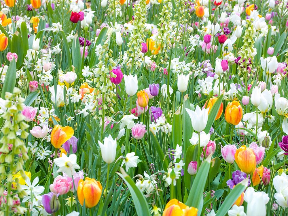 Colorful Tulip flowers art print by Assaf Frank for $57.95 CAD