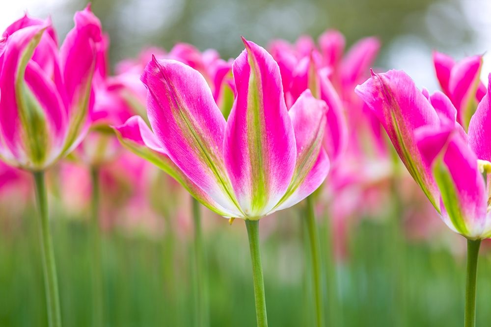 Colorful Tulip flowers art print by Assaf Frank for $57.95 CAD