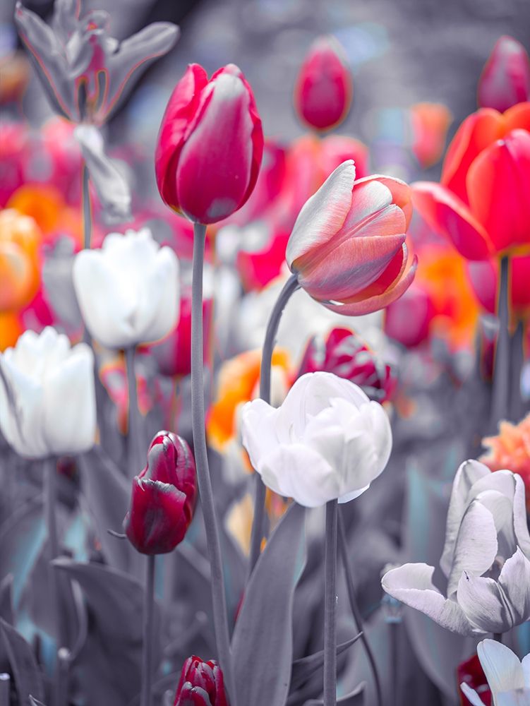 Colorful Tulip flowers art print by Assaf Frank for $57.95 CAD