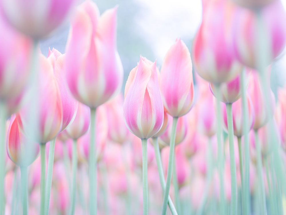 Colorful Tulip flowers art print by Assaf Frank for $57.95 CAD