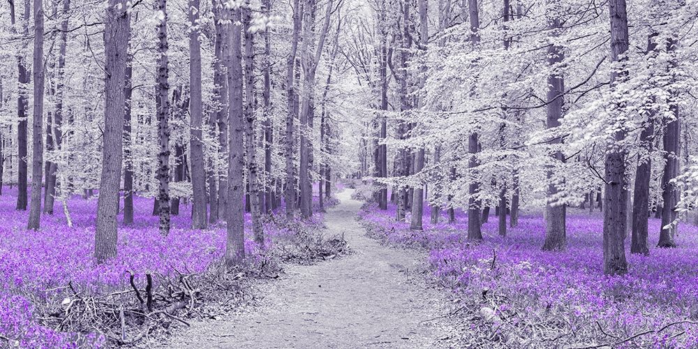 Path through bluebell forest, FTBR 1848 art print by Assaf Frank for $57.95 CAD