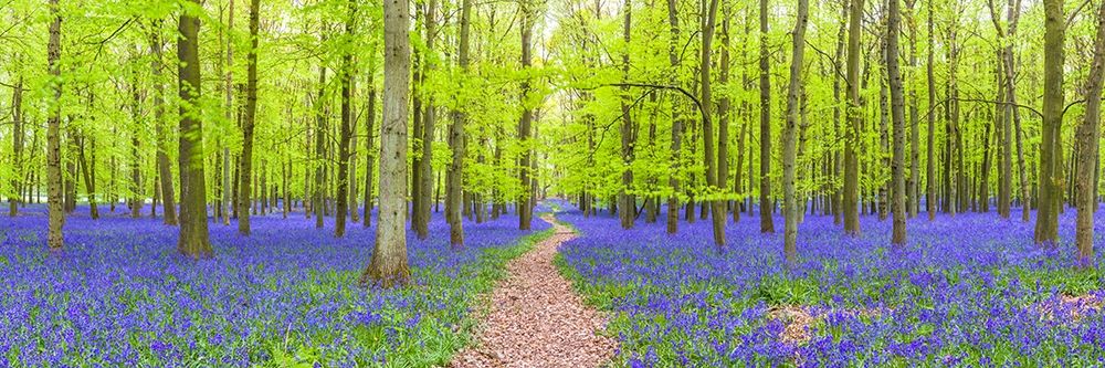 Bluebells art print by Assaf Frank for $57.95 CAD