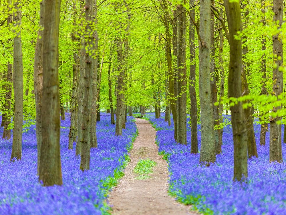Bluebell path art print by Assaf Frank for $57.95 CAD