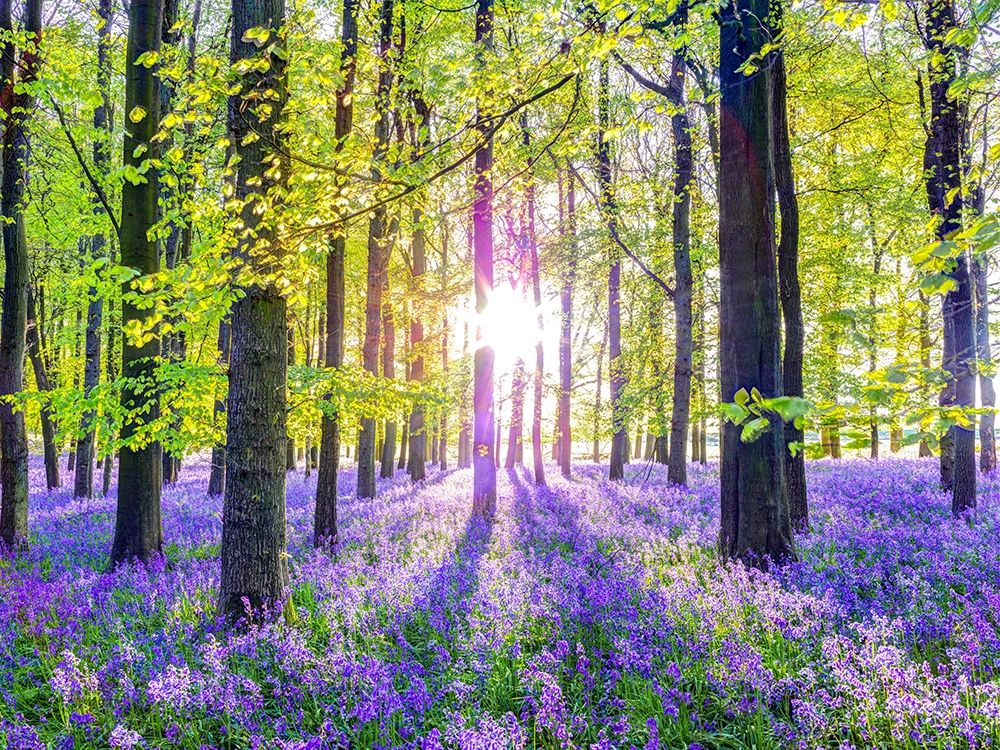 Bluebells art print by Assaf Frank for $57.95 CAD