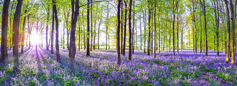 Bluebells art print by Assaf Frank for $57.95 CAD