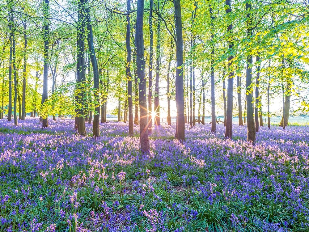 Bluebells art print by Assaf Frank for $57.95 CAD