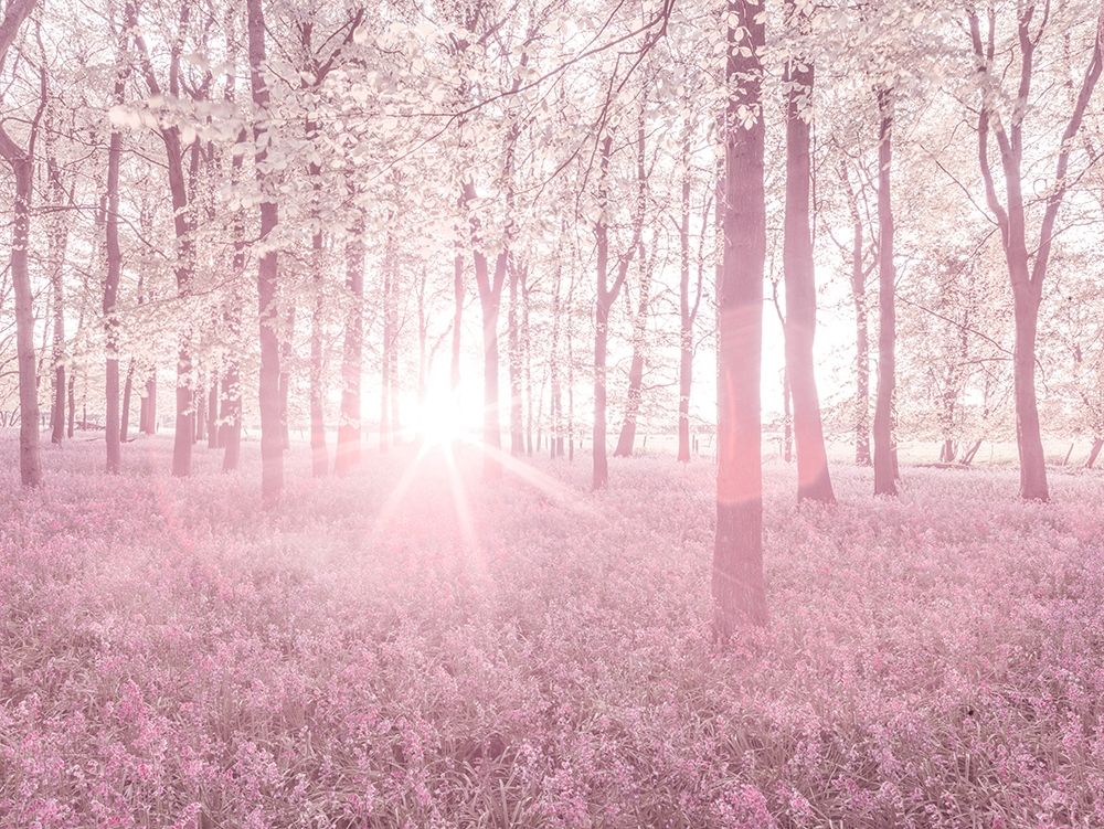 Bluebells in pink art print by Assaf Frank for $57.95 CAD