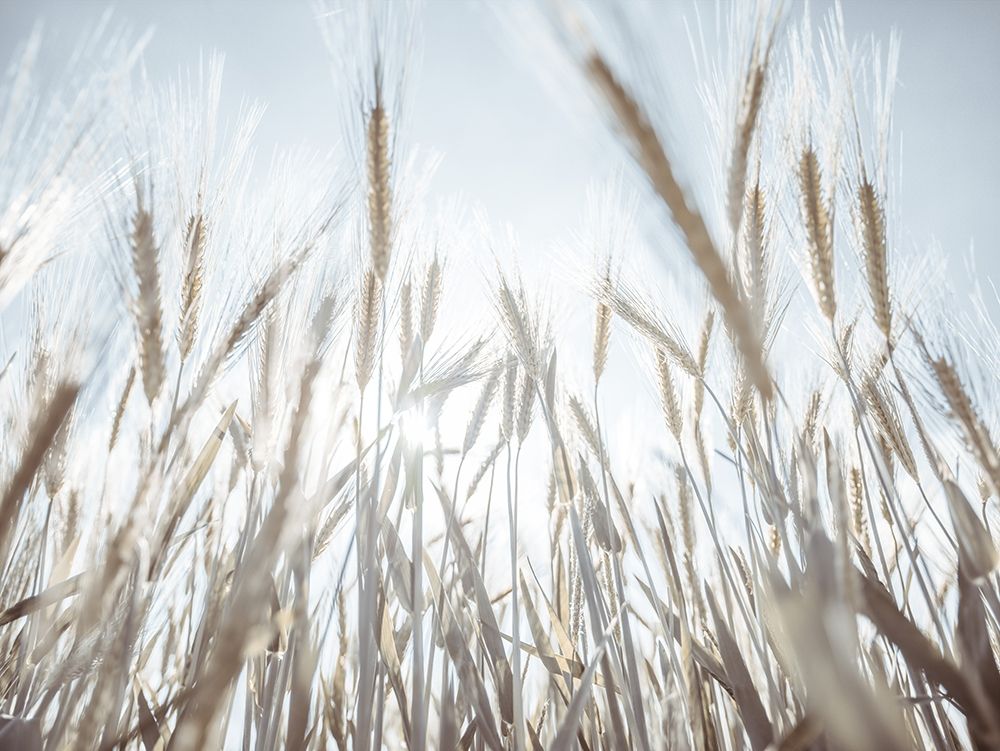 Sun rays through barley filed art print by Assaf Frank for $57.95 CAD