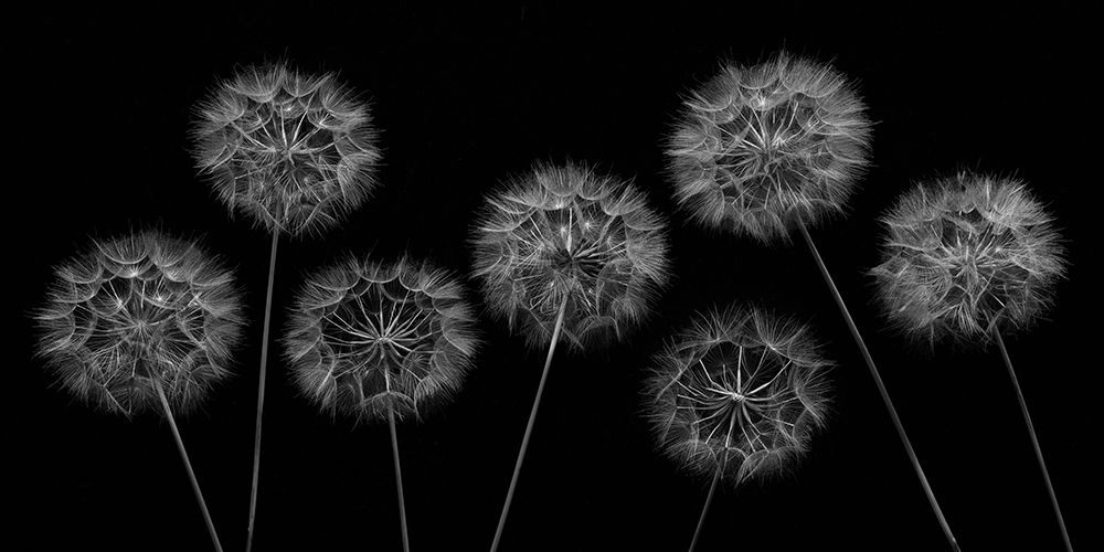 Dandelion flowers over black background art print by Assaf Frank for $57.95 CAD