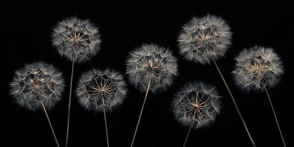 Dandelion flowers over black background art print by Assaf Frank for $57.95 CAD