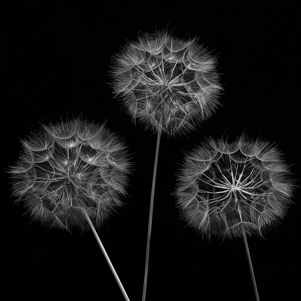 Dandelion flowers over black background art print by Assaf Frank for $57.95 CAD