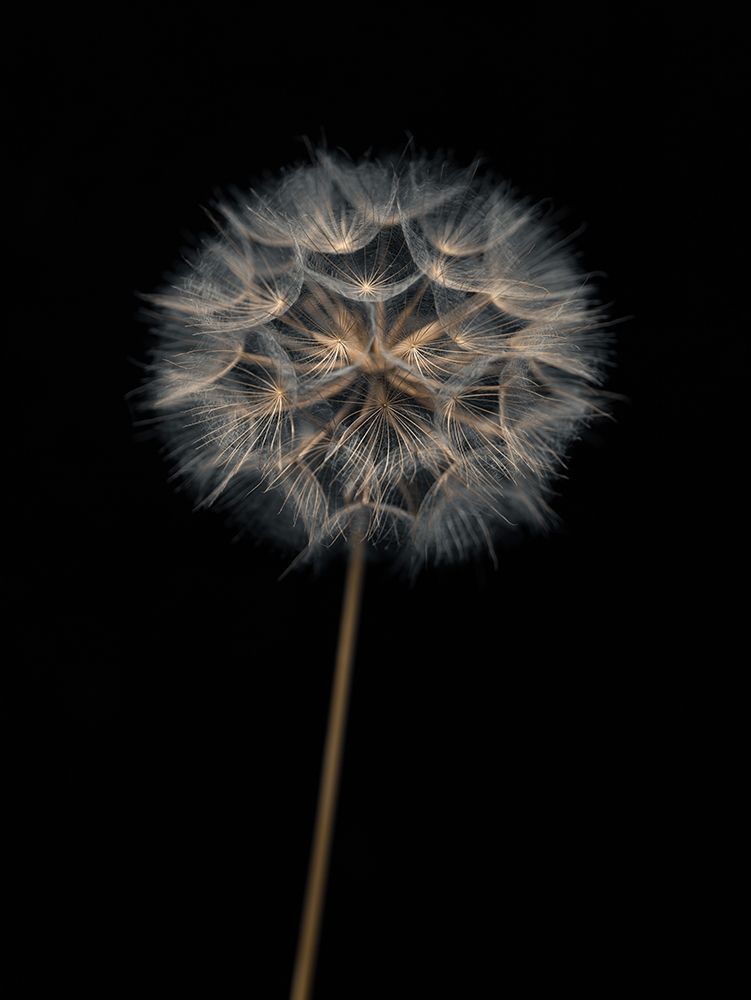 Dandelion flower over black background art print by Assaf Frank for $57.95 CAD