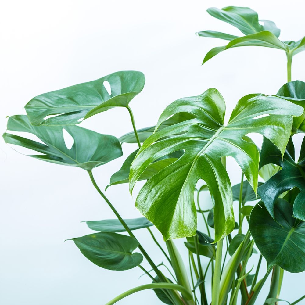 Close-up of a plant on white background art print by Assaf Frank for $57.95 CAD