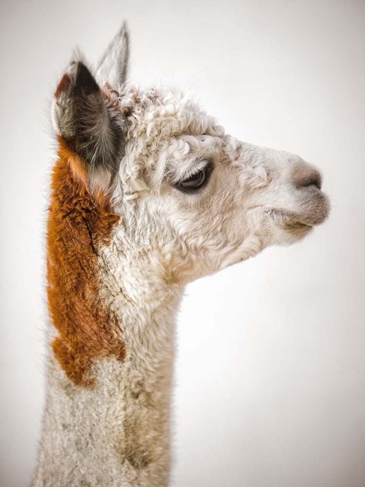 Close-up of Alpaca art print by Assaf Frank for $57.95 CAD