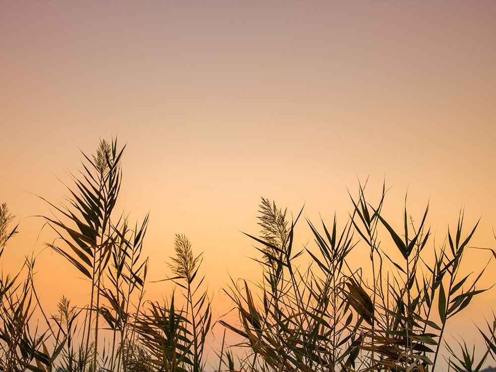 Reeds art print by Assaf Frank for $57.95 CAD