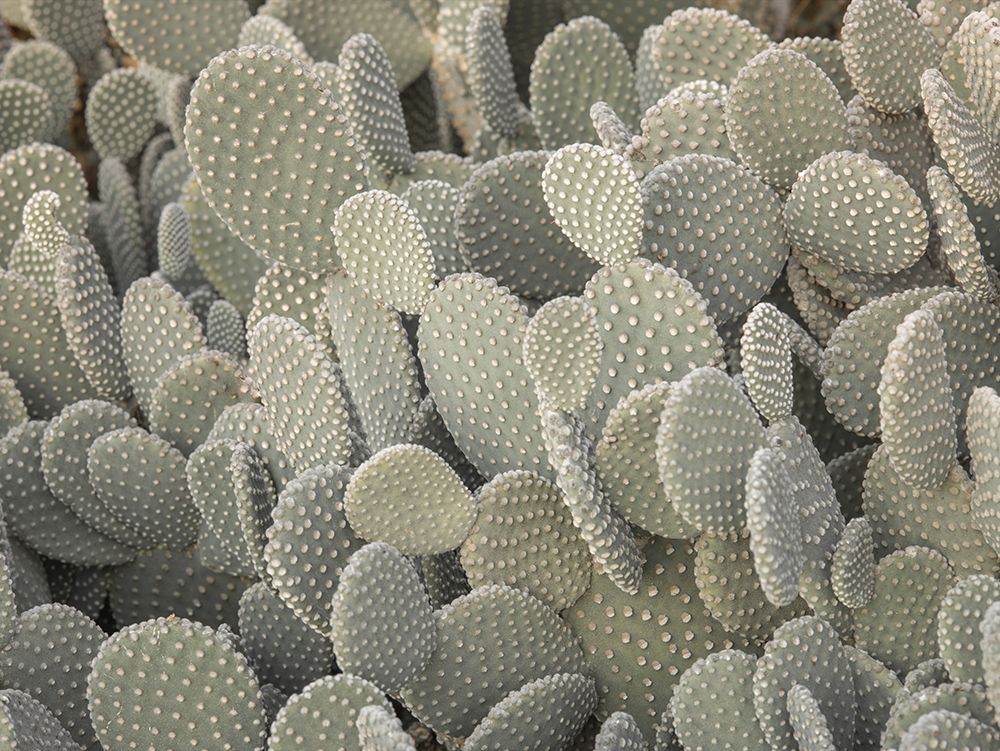 Cactus plant art print by Assaf Frank for $57.95 CAD