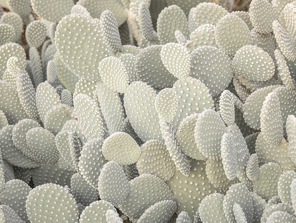 Full frame of Cactus plant art print by Assaf Frank for $57.95 CAD