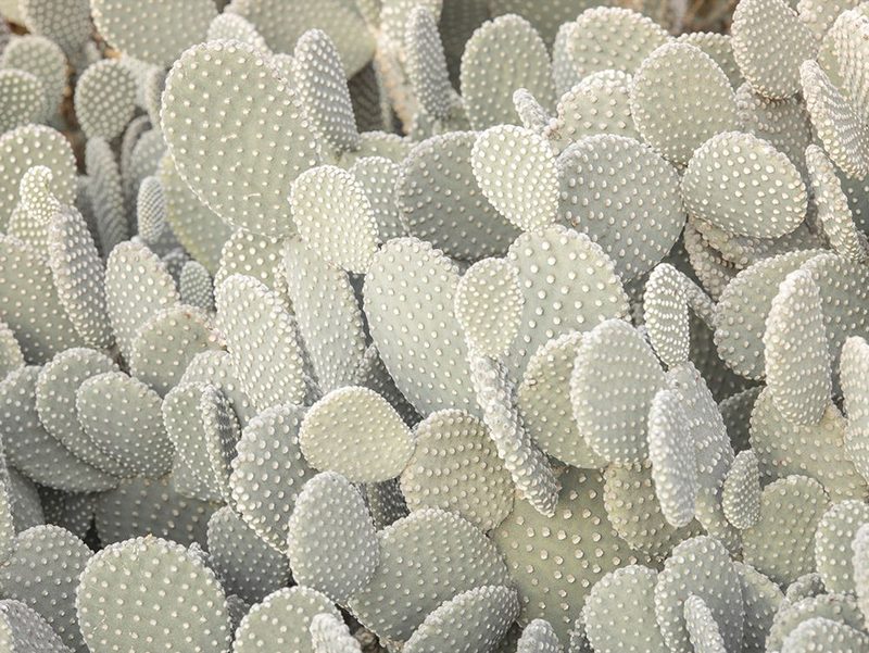 Full frame of Cactus plant art print by Assaf Frank for $57.95 CAD