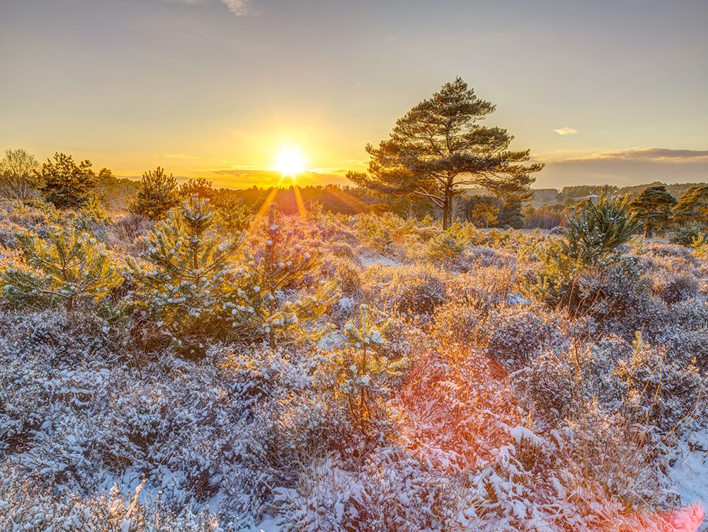Winter sunset in countryside art print by Assaf Frank for $57.95 CAD