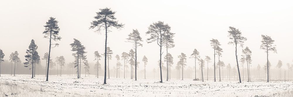 Snowy forest in winter art print by Assaf Frank for $57.95 CAD