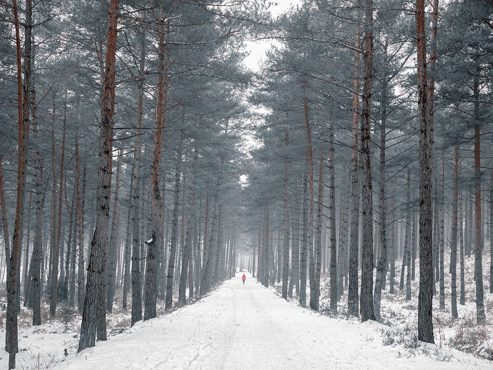 Pathway through snowy forest, FTBR-1912 art print by Assaf Frank for $57.95 CAD