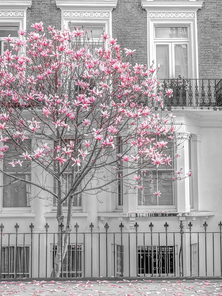 Magnolia tree outside house in London art print by Assaf Frank for $57.95 CAD