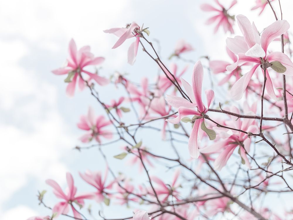 Magnolias against sky art print by Assaf Frank for $57.95 CAD