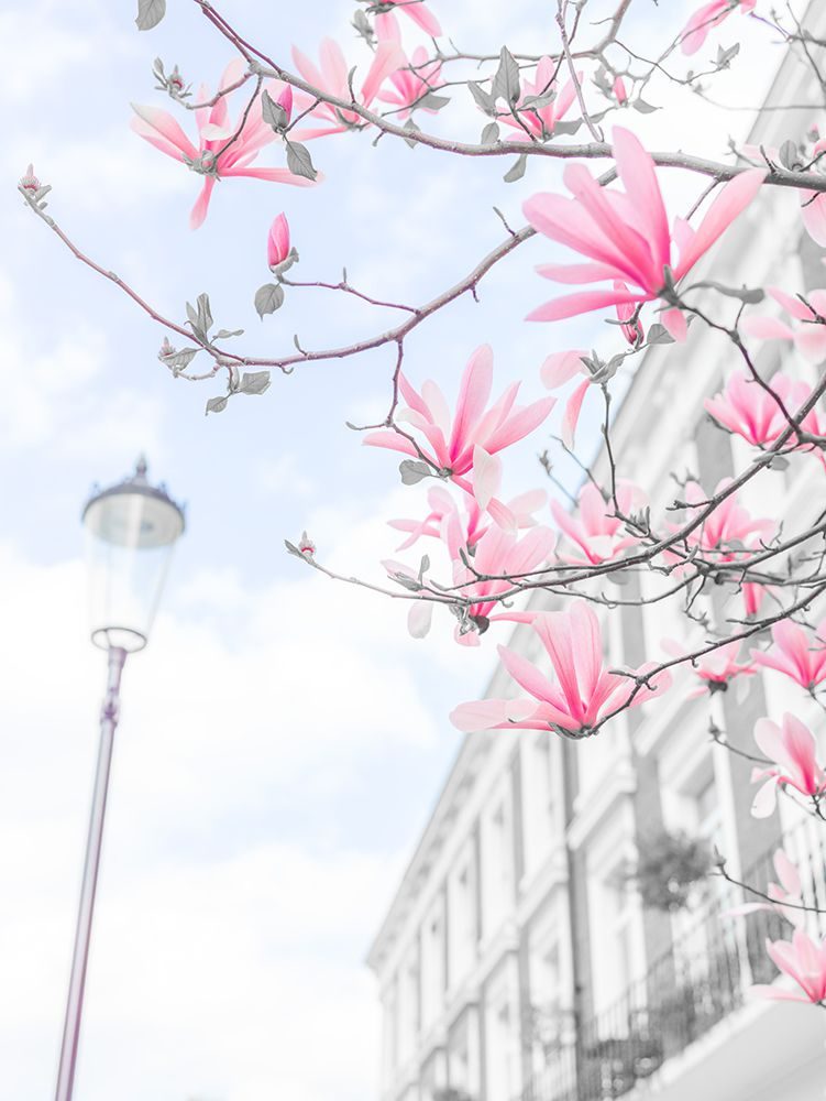 Magnolia flowers art print by Assaf Frank for $57.95 CAD