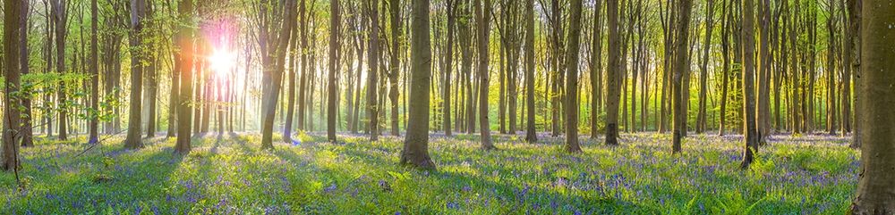 Sun rays through trees art print by Assaf Frank for $57.95 CAD