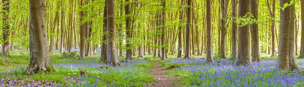 Pathway through forest art print by Assaf Frank for $57.95 CAD