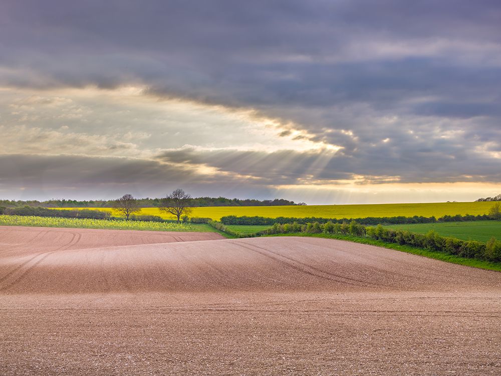 Farm fields in Hampshire during spring art print by Assaf Frank for $57.95 CAD