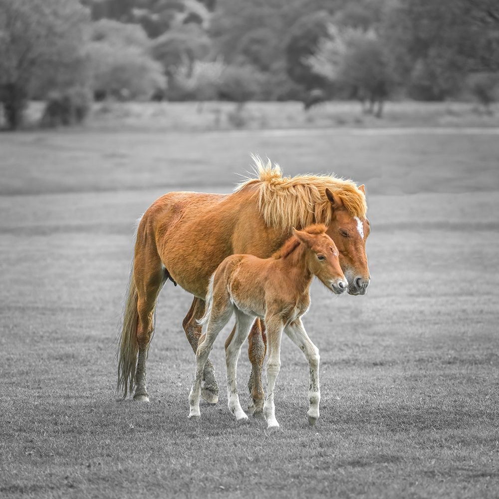 Horse with Foal art print by Assaf Frank for $57.95 CAD