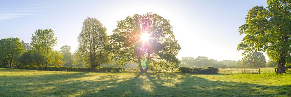 Sun shining through trees in New Forest, Hampshire, UK art print by Assaf Frank for $57.95 CAD