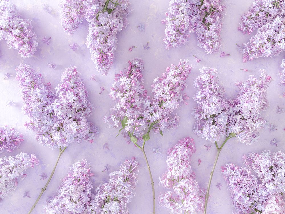Lilac flowers art print by Assaf Frank for $57.95 CAD