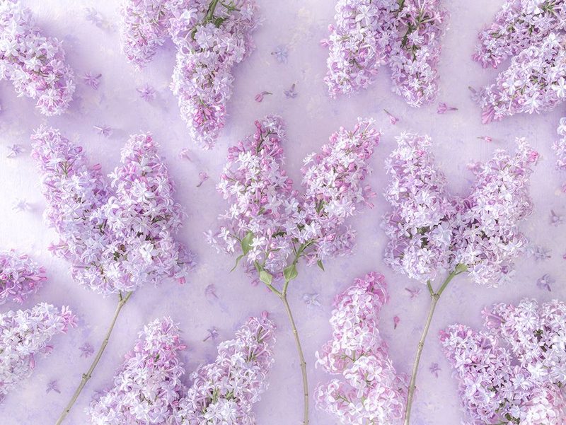 Lilac flowers art print by Assaf Frank for $57.95 CAD