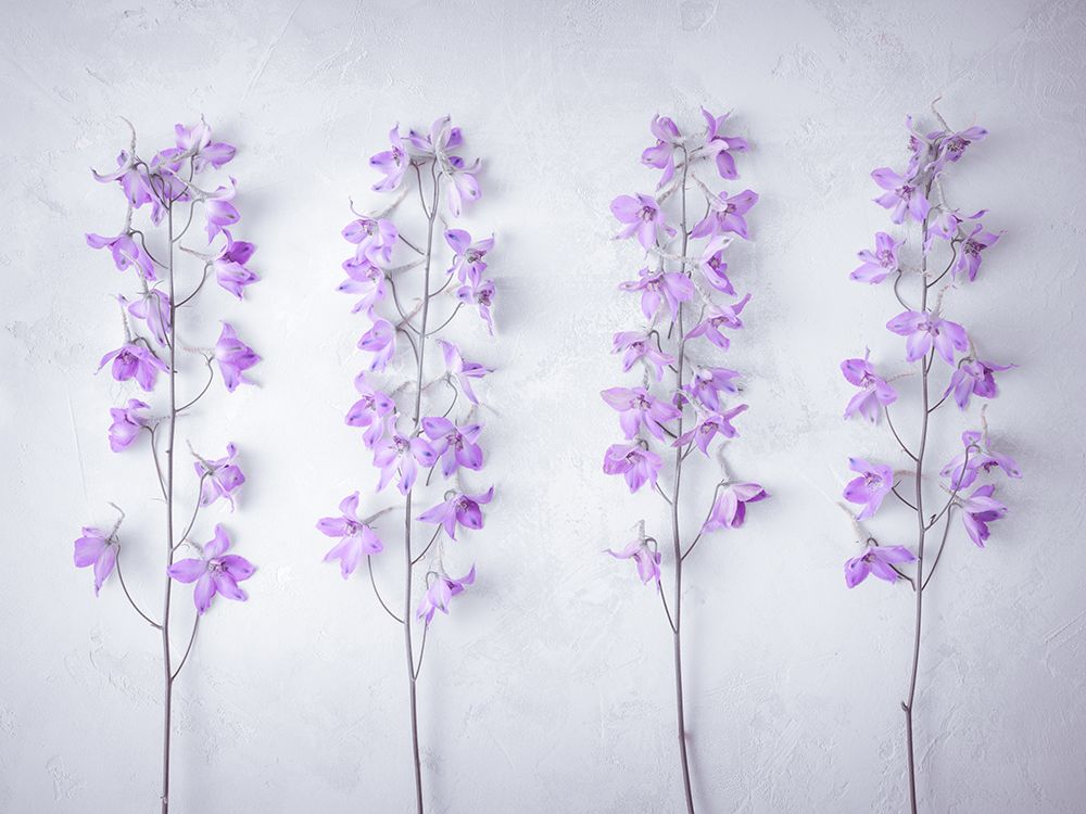 Delphiniums flowers art print by Assaf Frank for $57.95 CAD