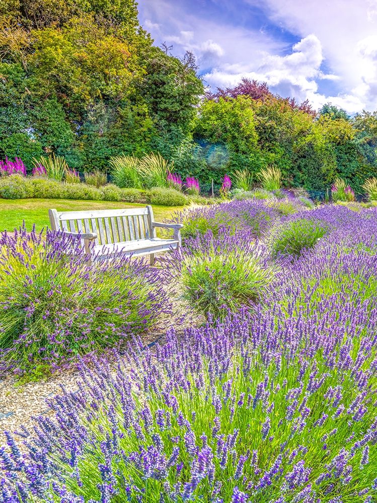 Lavender field art print by Assaf Frank for $57.95 CAD