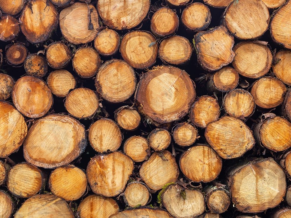 Wood logs art print by Assaf Frank for $57.95 CAD
