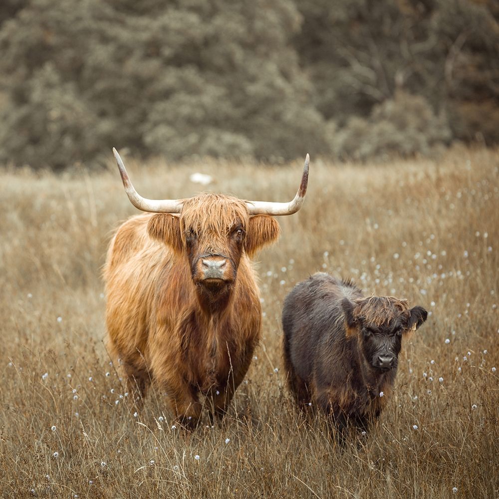 Highland Cows art print by Assaf Frank for $57.95 CAD