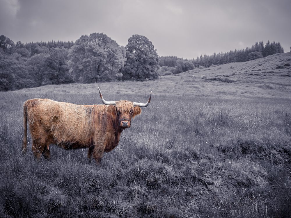 Highland Cow art print by Assaf Frank for $57.95 CAD