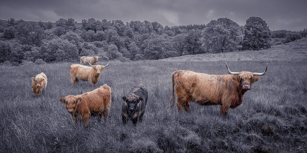 Highland Cows, FTBR-1913 art print by Assaf Frank for $57.95 CAD
