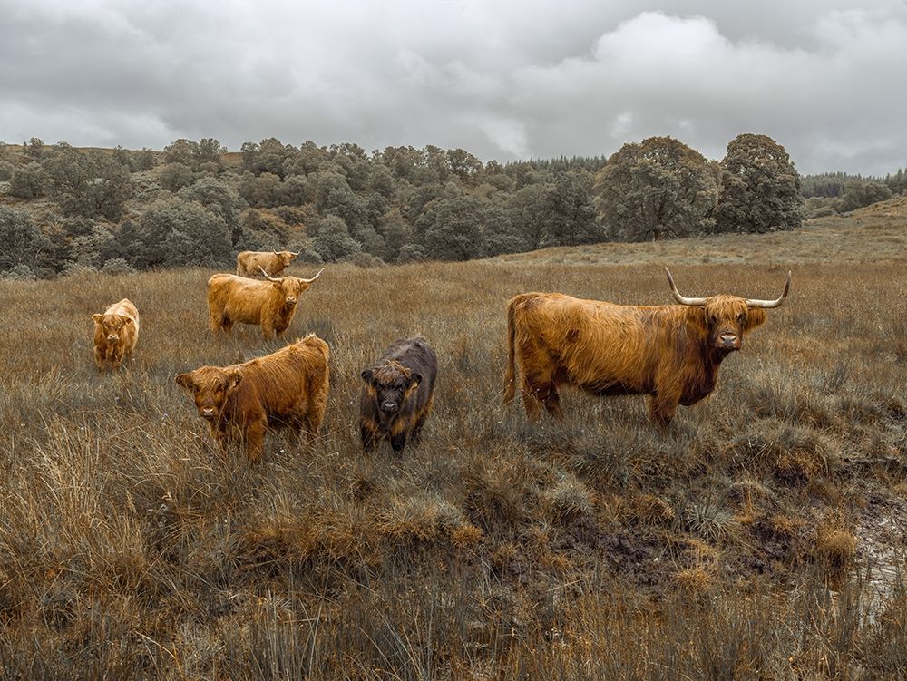 Highland Cows, FTBR-1914 art print by Assaf Frank for $57.95 CAD