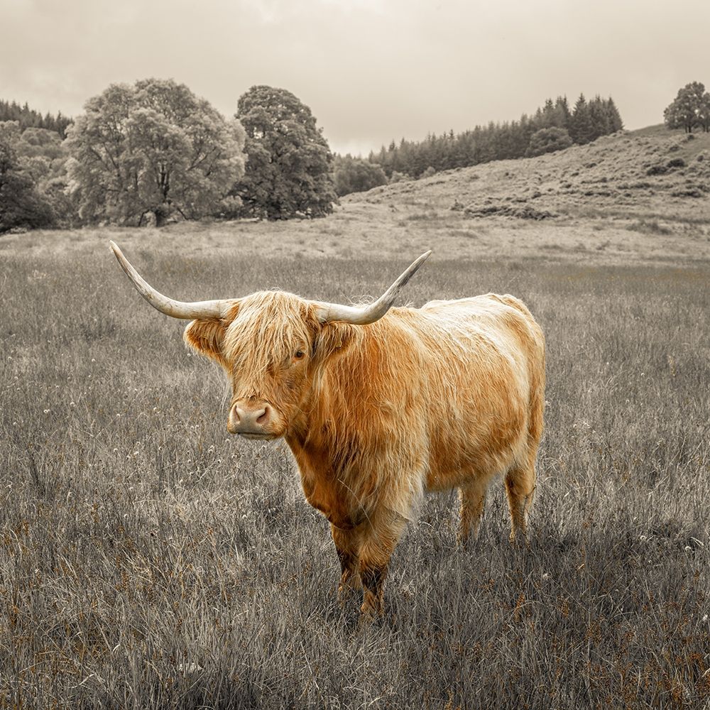 Highland Cows art print by Assaf Frank for $57.95 CAD
